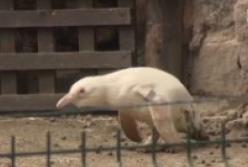 Единственный в мире пингвин-альбинос (видео)