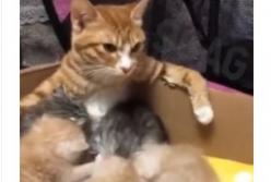 Никто не сказал, что материнство это так сложно (смешное видео)