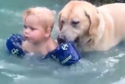 Смелая собака спасла жизнь ребенку: страшно подумать, что могло бы случиться (видео) 