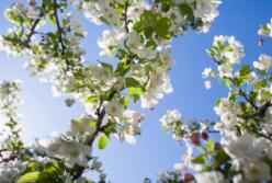 "Тепло и сухо": какая погода ждет украинцев перед Пасхой? (видео)