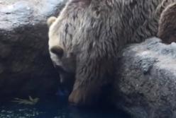 Медведь спас ворону из пруда (видео)