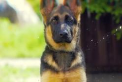 Немецкая овчарка: няня, охранник, сторож... (видео)