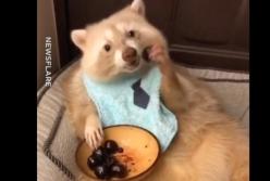 Хитрый енот балдеет и чавкает, уплетая черешню за обе щеки (видео)