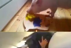 Умная свинья оказалась сообразительней, чем человек: вы будете шокированы (видео)