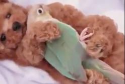 Попугай притворился собакой: так сильно он подружился со щенком (видео)