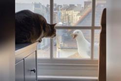 Кошка устроила переговоры с чайкой через окно (видео)