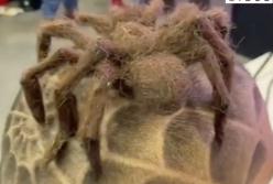 Парикмахер выстриг на голове огромного паука: как настоящий (видео)