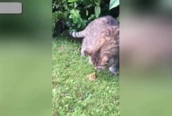 Дружелюбный кот, отправившийся на «охоту», насмешил Сеть (видео)