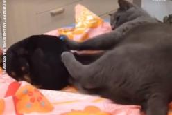 Кот пытается спихнуть маленького пса с кровати (видео)