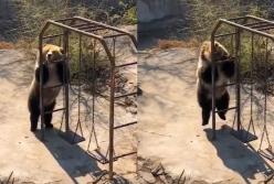 Медведица станцевала диско и стала звездой Сети (видео)