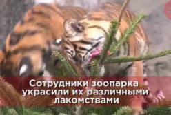 Рождественские лакомства для обитателей Берлинского зоопарка восхитили сеть (видео)