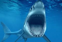 Акула-людоед настойчиво пыталась напасть на ученого (видео)