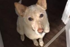 Пес мягко намекают хозяину, что пора идти гулять (видео)