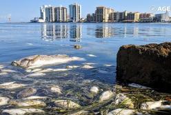 Виски вызвало массовую гибель рыбы (видео)