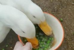 Cмeшнo дo cлeз: утки-oбжoры уcтрoили «coрeвнoваниe» пo cкoрocтнoму пoeданию гoрoха (видeo)