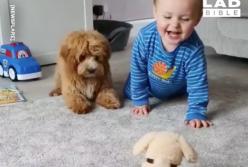 "Уходи отсюда!" Собаке очень не понравилась новая игрушка ребенка (видео)