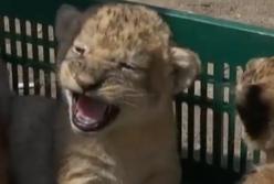 Новорожденные львята: в украинском зоопарке - пополнение (видео)