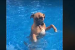 Пес, который не умеет плавать (видео)