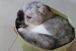 Котенок пытается поместиться в коробку не по размеру (видео)