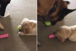 Умный пёс перехитрил щенка, обменяв любимый мячик на другую игрушку (видео)