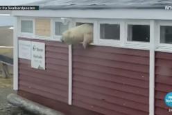 Белый медведь забрался на склад и застрял в окне (видео)