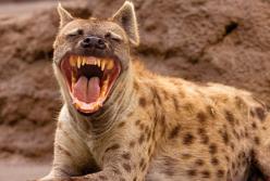 Самые жестокие битвы животных (видео)