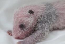 В сети набирает популярность видео  с моментом рождения черно-белой панды (видео)