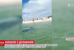 На Херсонский пляж приплыл дельфин и порадовал отдыхающих (видео) 