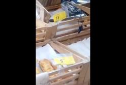 В магазине Киева голубь ел пиццу (видео)