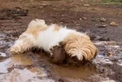 Собака открыла для себя прелести грязевых ванн (видео)
