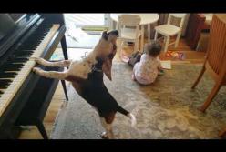 Поющая собака-пианистка покорила Сеть (видео)