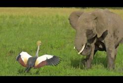 Храбрая птица отогнала слона от своего гнезда (видео)