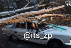 В Запорожье дерево упало на авто, пострадал водитель (видео)