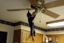 Невероятное развлечение: кот катается на вентиляторе! (видео)