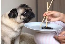 Собака ест невидимую еду (смешное видео) 