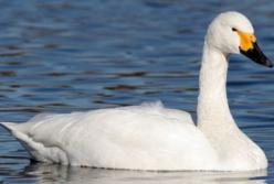 В Винницкой области обнаружили более сотни мертвых лебедей (видео)