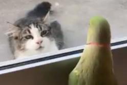 "Ку-Ку! Где я?" Хитрый попугай играет "в прятки" с кошкой (видео)