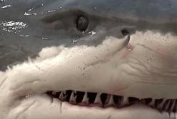 Акула Мегалодон: самые страшные и гигантские хищники, жившие на земле (видео)