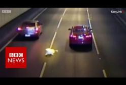 Пес выпал из окна автомобиля в туннеле (видео)