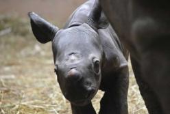 Редчайший черный носорог родился в зоопарке Чикаго (видео)