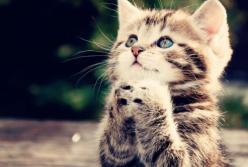 Симпатичный котенок делает лапами "Ладушки-ладушки" (видео)