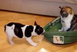 Маленький щенок прогоняет наглую кошку со своего места (видео)