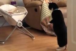 Кот в недопонимании смотрит на новорожденного ребенка (видео)