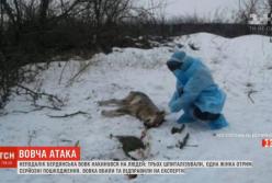 Как возле Запорожья волк набросился на людей (видео)