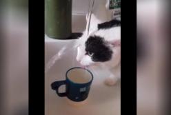 Кот, который смешно пьет воду из-под крана, развеселил сеть (видео)