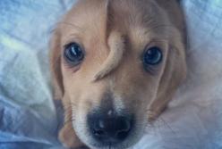 У щенка вырос хвостик на лбу (видео)