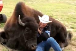 Самые необычные домашние питомцы: невероятно, как они укротили их нрав? (видео)