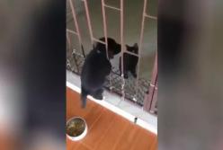 Щенок сбежал из вольера с помощью кота и рассмешил Сеть (видео)