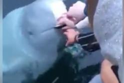 Эта белуха возвратила людям смартфон, упавший в воду (видео)