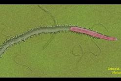 Ученые описали "червей" докембрийской эпохи (видео)